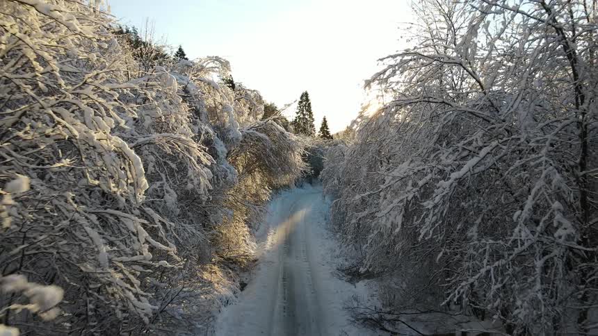 Snow covered road passes between frosted leafless forest trees on a sunny day