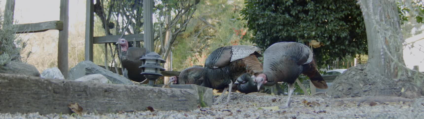 Turkeys walk around feeding off the ground