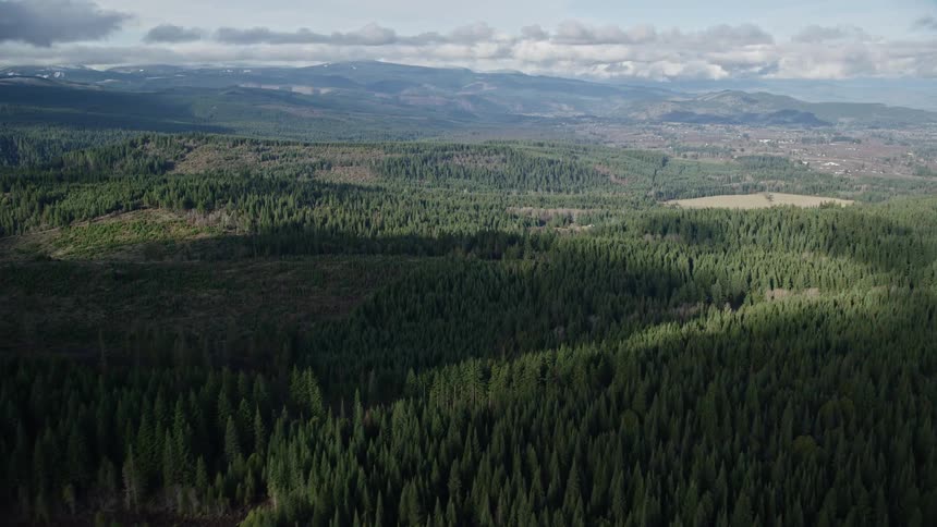 Aerial of pine forest with stream during the day