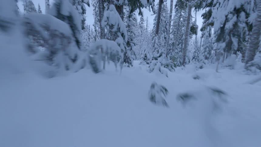 Moving through a snow covered forest on a winter day