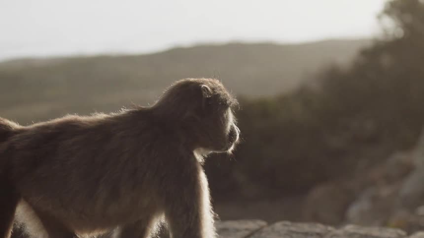 A primate walks over rocky terrain in the sunlight