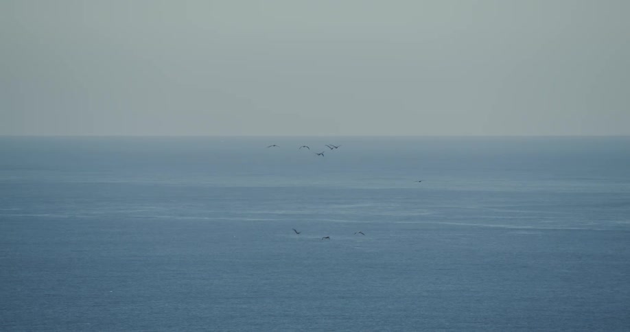 Birds fly over the ocean