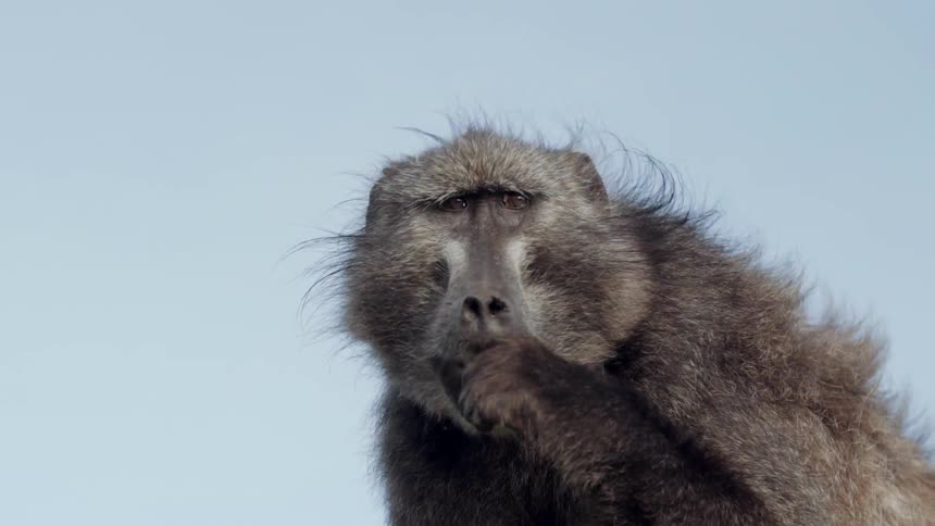 A large baboon is eating on a sunny day