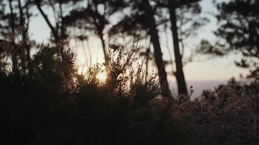 The sun shines behind some grass and trees
