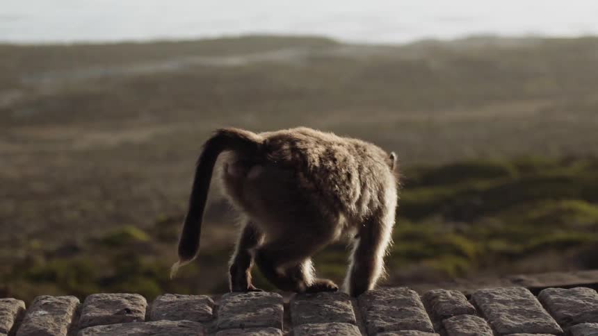 A monkey climbs along a wall