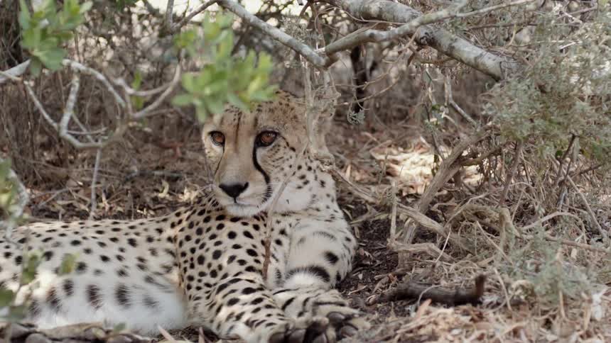 A cheetah lays under a tree