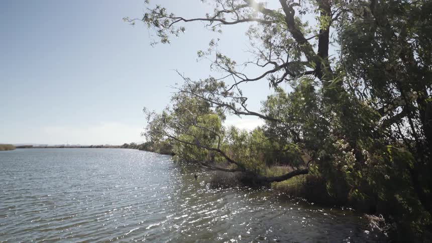 Strong winds blow the water and trees near the this pier