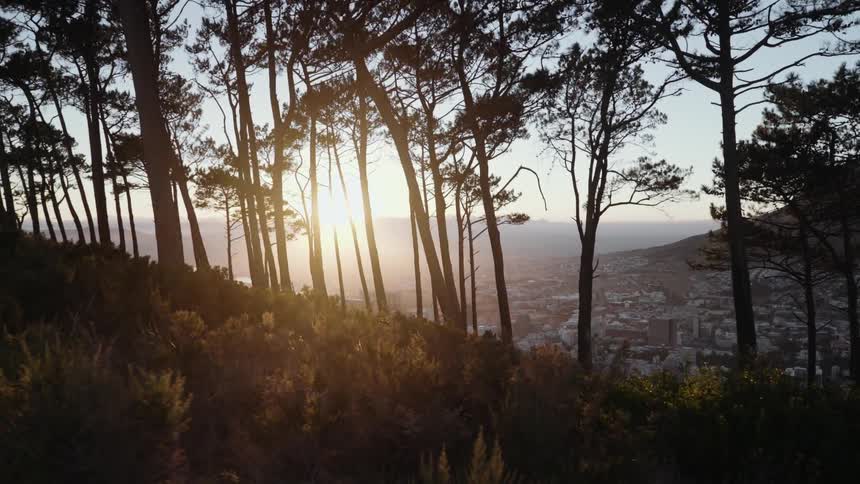 Tall trees line the hillside at sunset