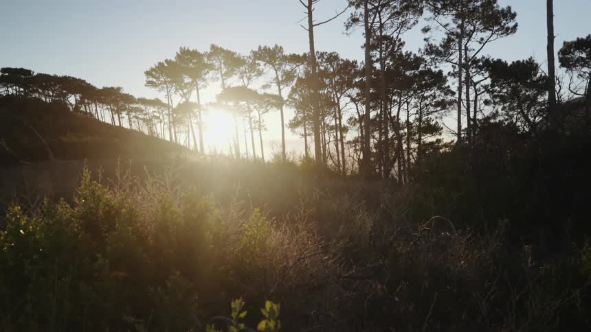 Sun showing through trees in the woods
