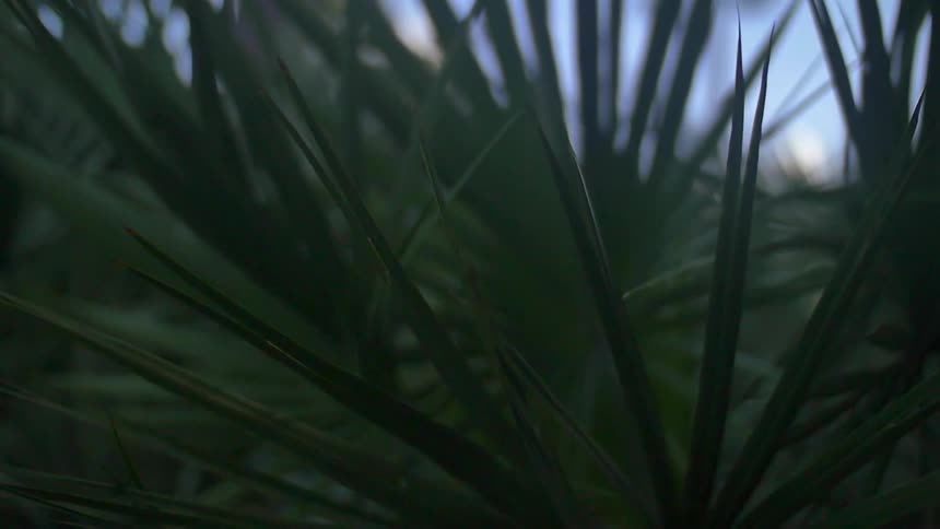 Green leaves swaying in the wind