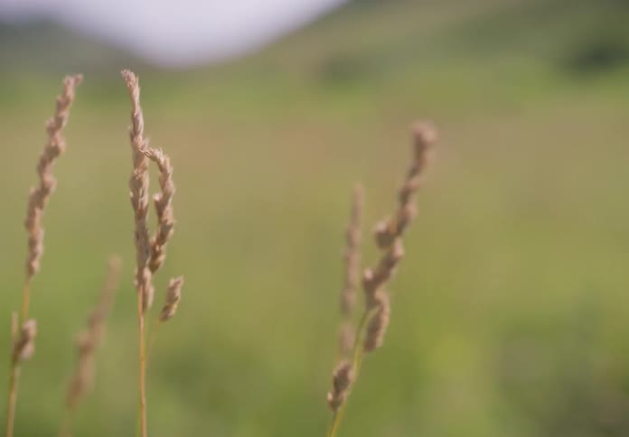 Pasture meadow during cloudy day