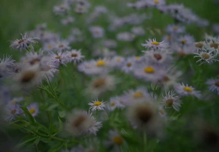 Flowers blooming in a meadow during sunset