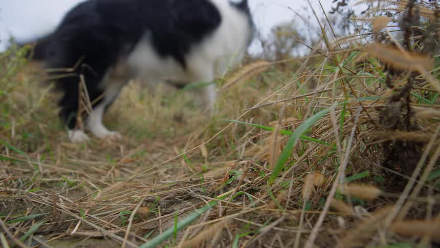 A dog picked up a tennis ball on the grass and ran away