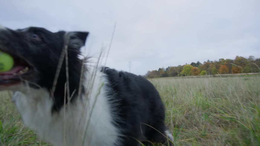 Dog playing catch on a field