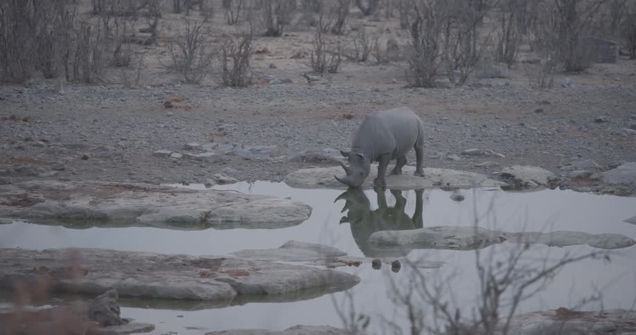 Rhinoceros drinking water at a small lake on a cloudy day