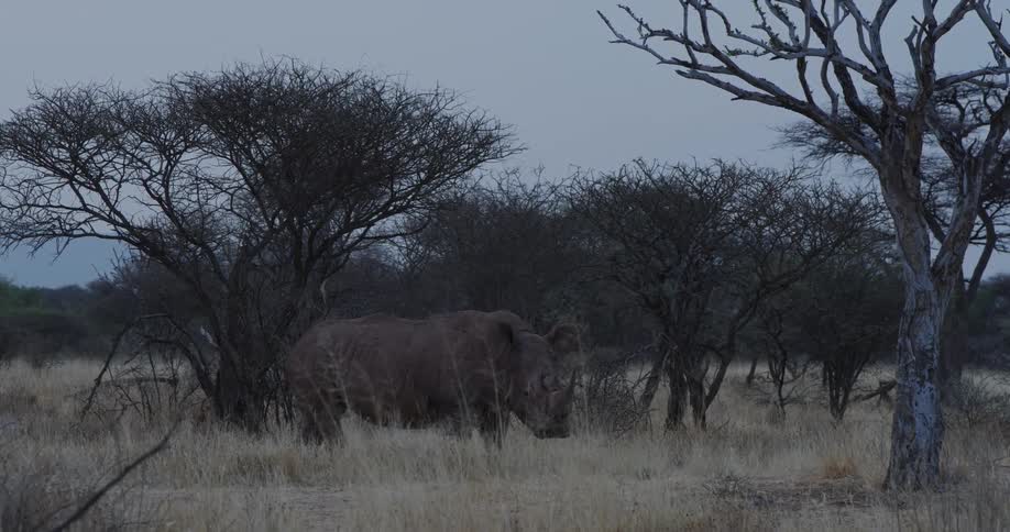 A rhinoceros is standing in a savannah with dry grass and trees