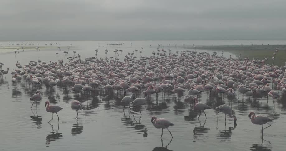 A flock of flamingos on the beach at sunset