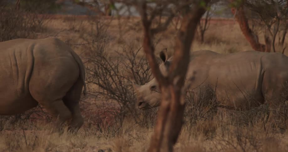 Two rhinoceroses one of them a calf walking through the jungle