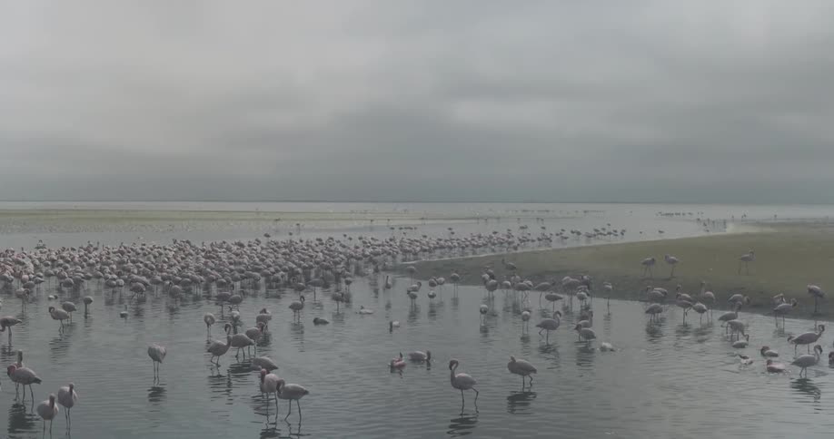 Many longlegged birds are on top of the shallow water