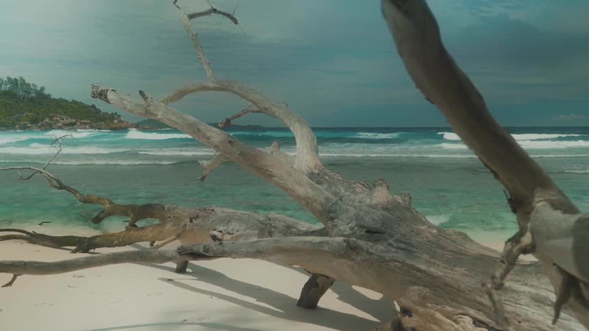 Fallen tree on sandy beach near the ocean
