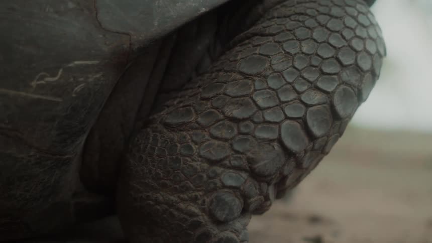 Closeup of a turtle on the sand