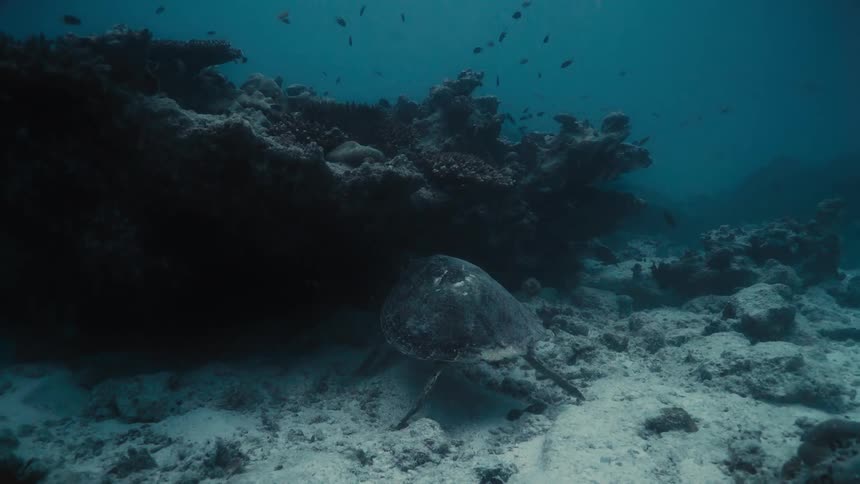 A turtle is exploring a coral reef underwater with other fish swimming around in the daytime