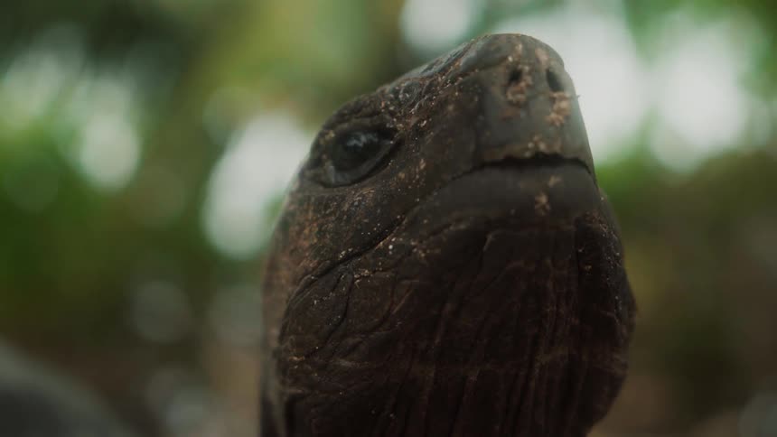 Close up of the head of a turtle