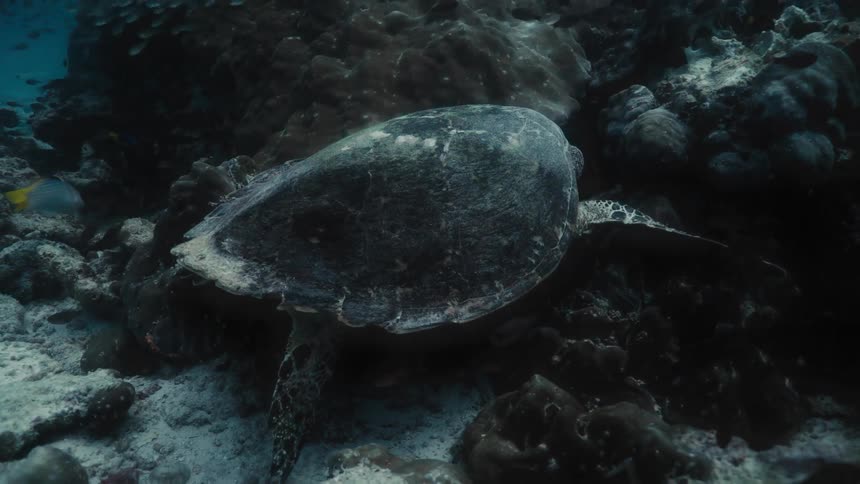 The turtle is swimming with the fishes