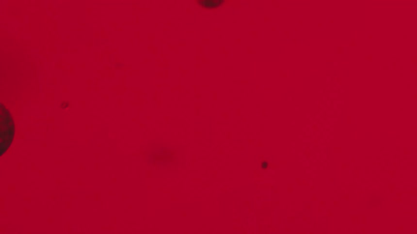 Air bubbles floating in red liquid