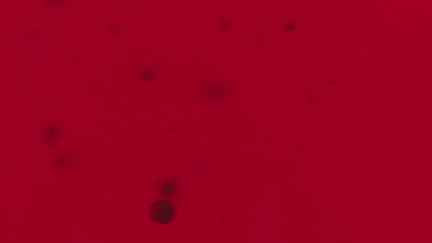 Close up of shiny particles floating in red liquid