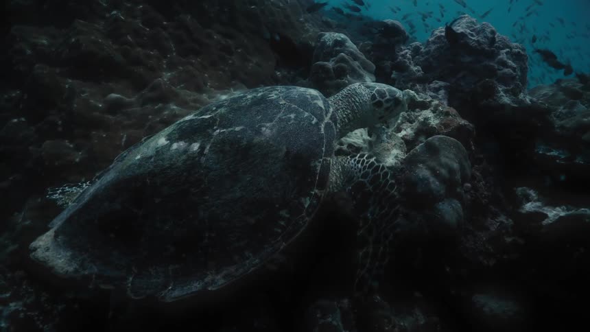 A turtle underwater swimming next to coral and a school of fish