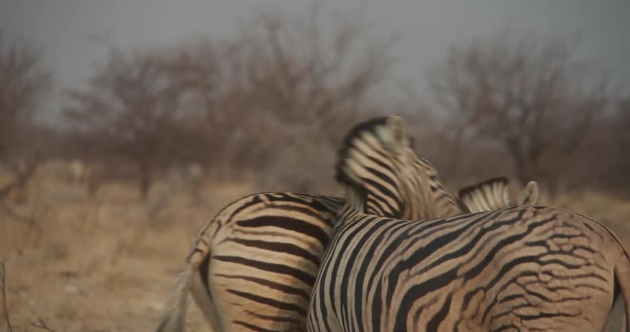 Two zebras rub their heads against each other in the savanna