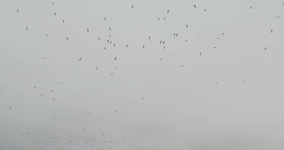 A group of birds soaring through the sky against a backdrop of clouds