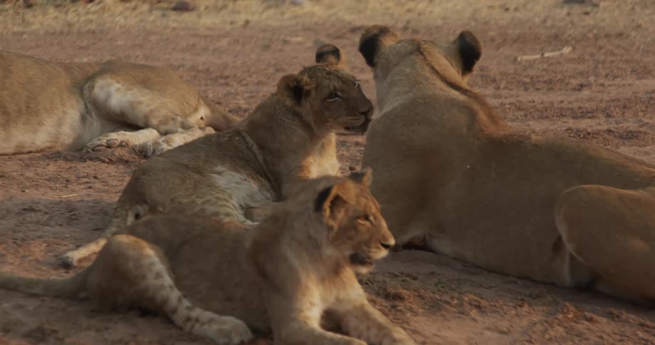 A group of lion cubs play with their mother in the dirt