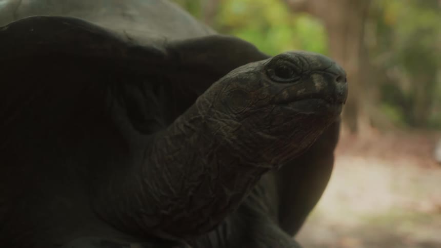 Closeup of a turtle starting to stretch its neck