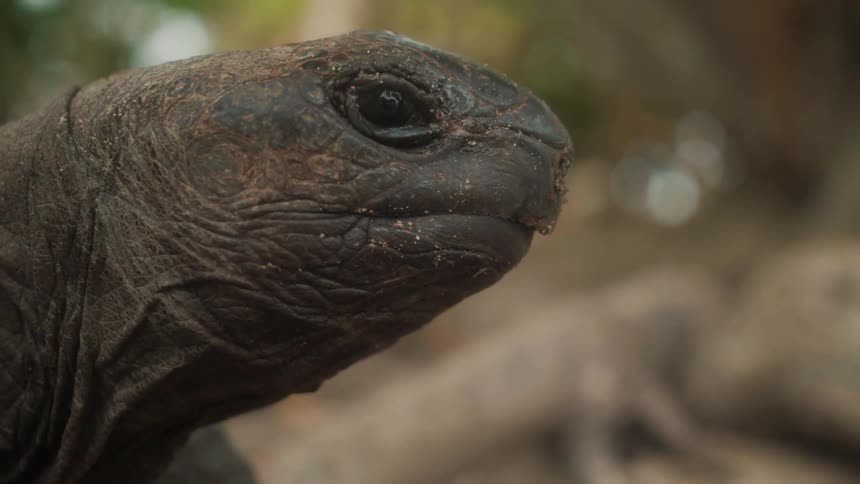 The turtle lifts its head