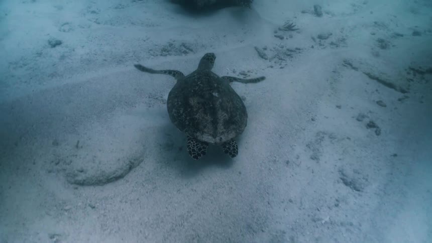 Sea turtle swims underwater