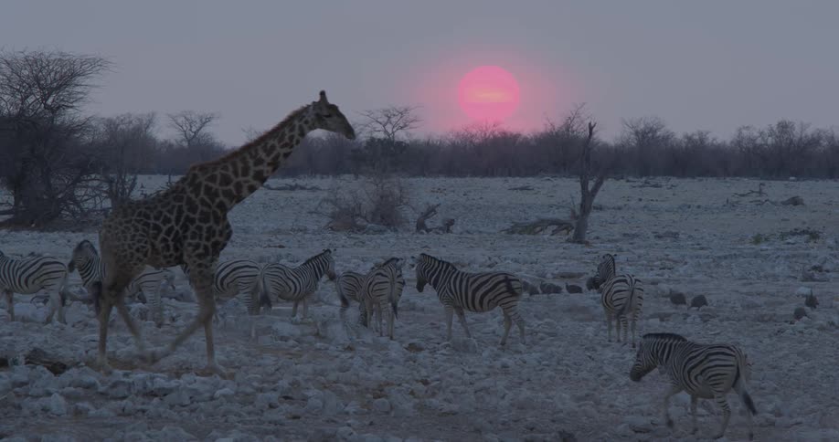 A herd of zebras and giraffe stand on a snowcovered field in the golden light of sunset