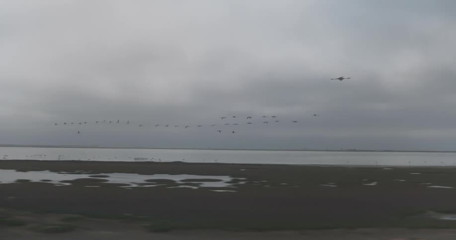 Birds flying in formation at dawn