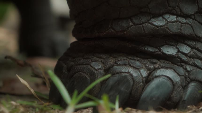 Close up of the foot of a turtle on the ground