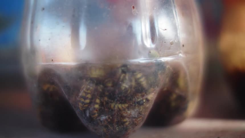 Insects inside a plastic bottle with soil