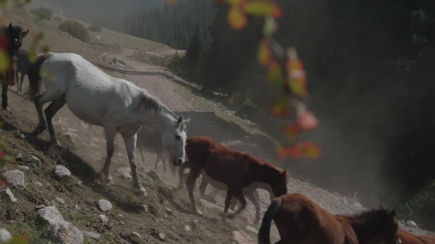Horses walking in a group on a slope in the wilderness