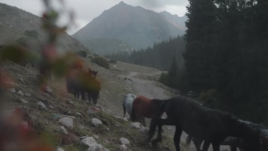 Horses walking down a hill during the day