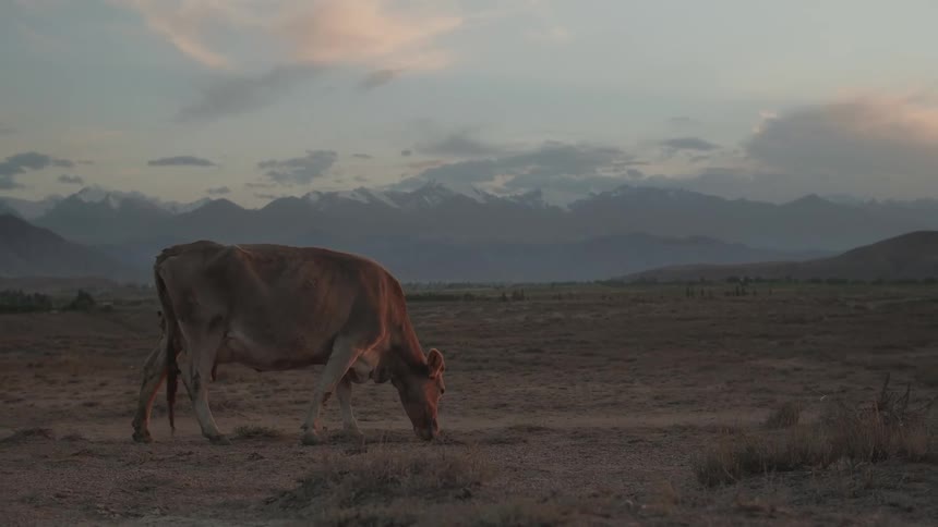 Thin cow grazing on grass in a field