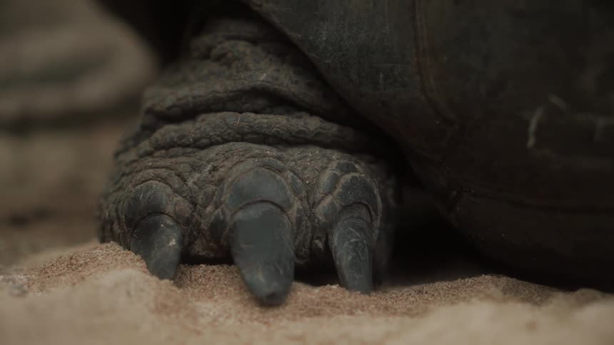 Close up of the feet of a turtle in the sand