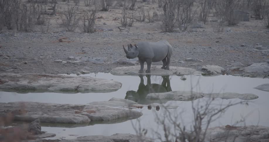 A rhino standing on the edge of a small river