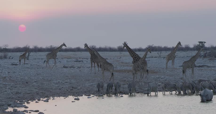 A savannah with large giraffes and some zebras in a small lake drinking water