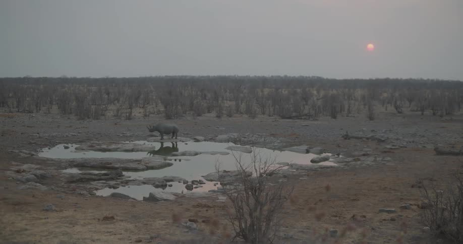 A rhino standing in a pool of water in the savanna