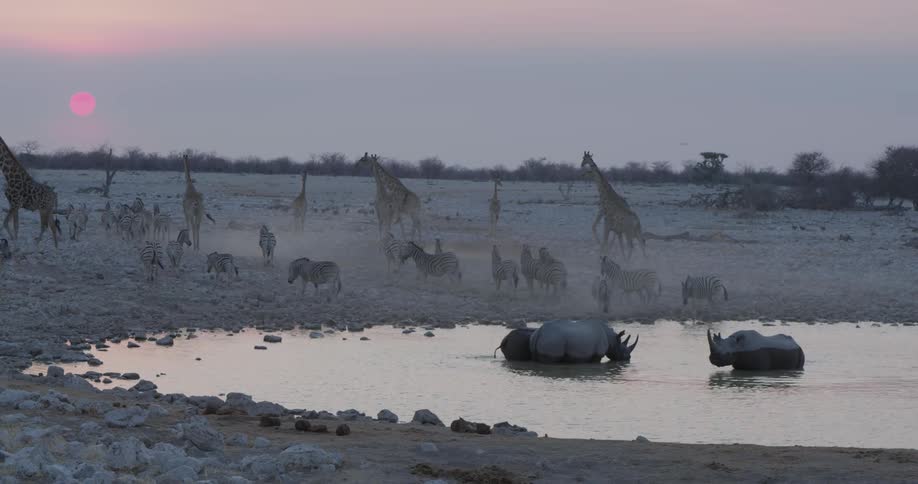 African animals gathered around a lake in the african savanna