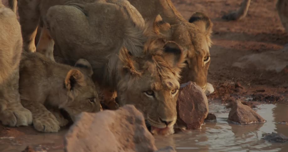 A group of lions drink from a shallow pond